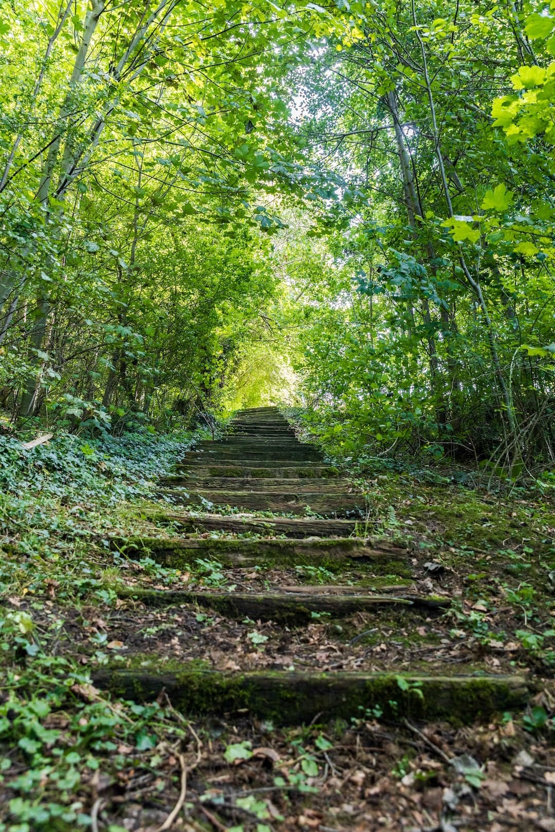 Trappe i naturen ved Stilling